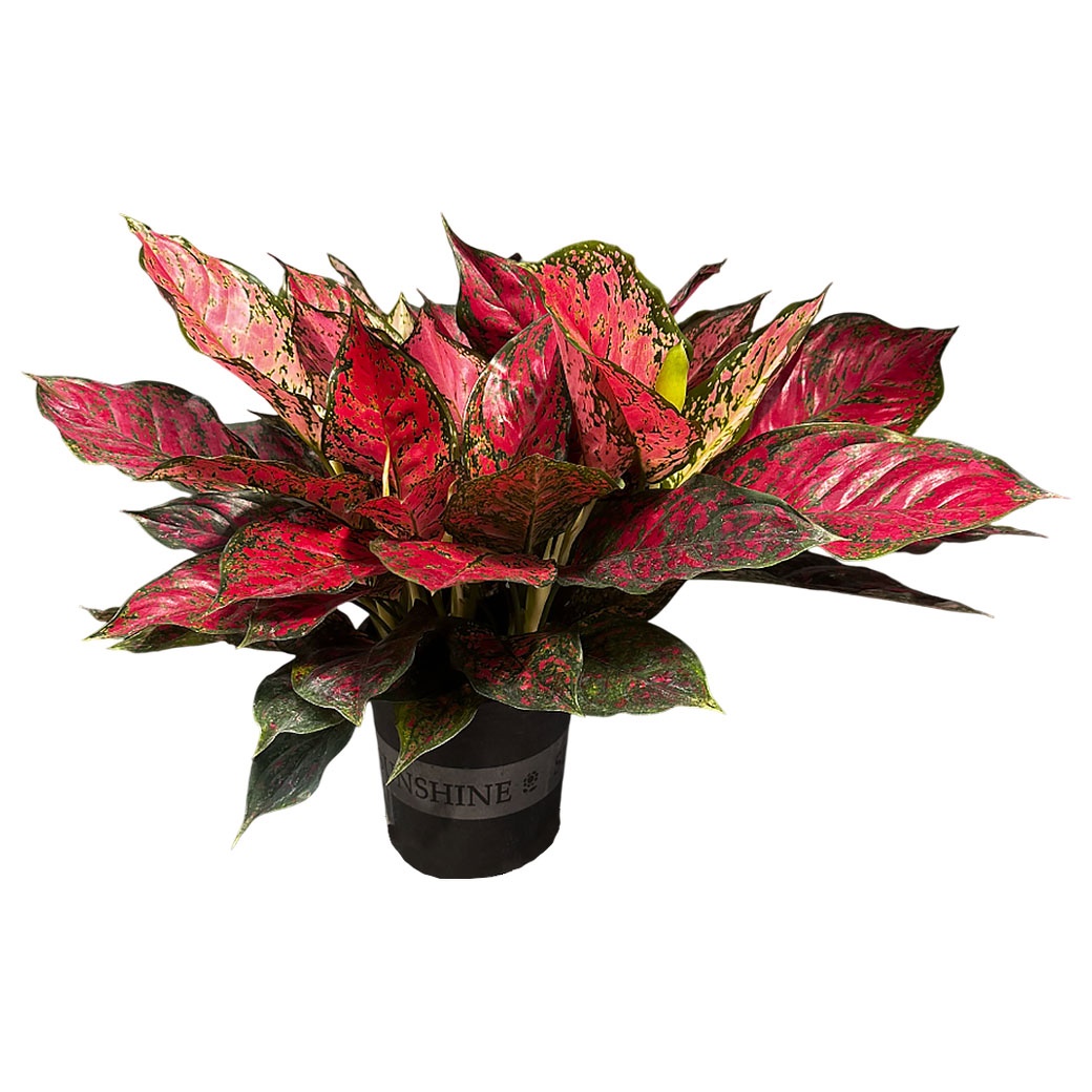 Аглаонема Ред Энджел