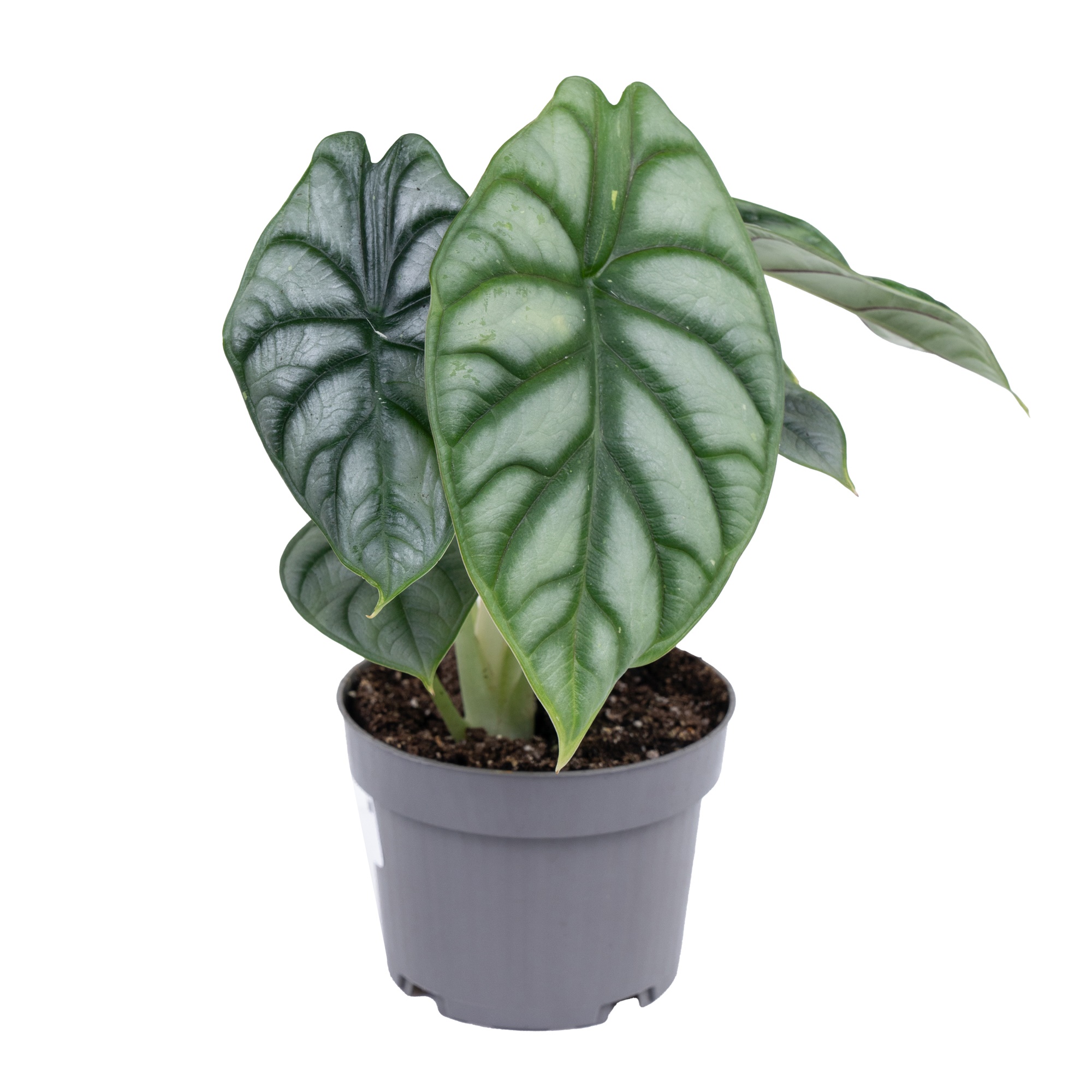 Алоказия Сильвер Драгон