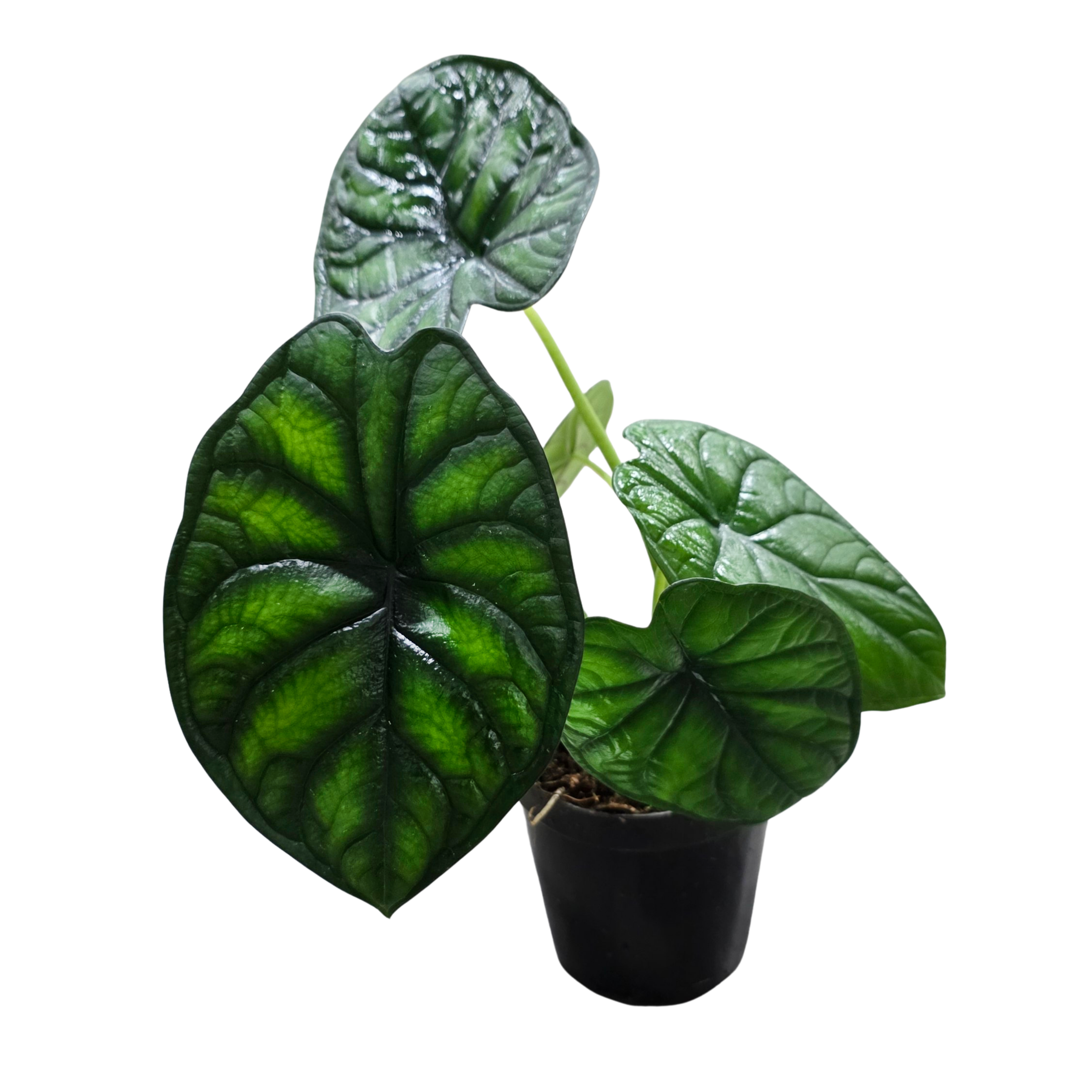 Алоказия Эйджиз