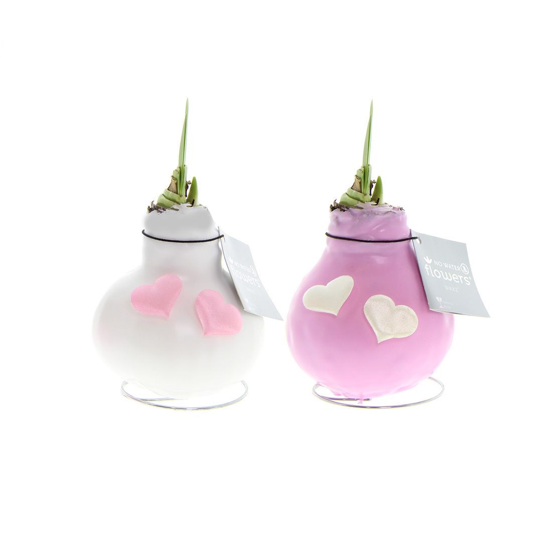 Гиппеаструм в воске роуз микс