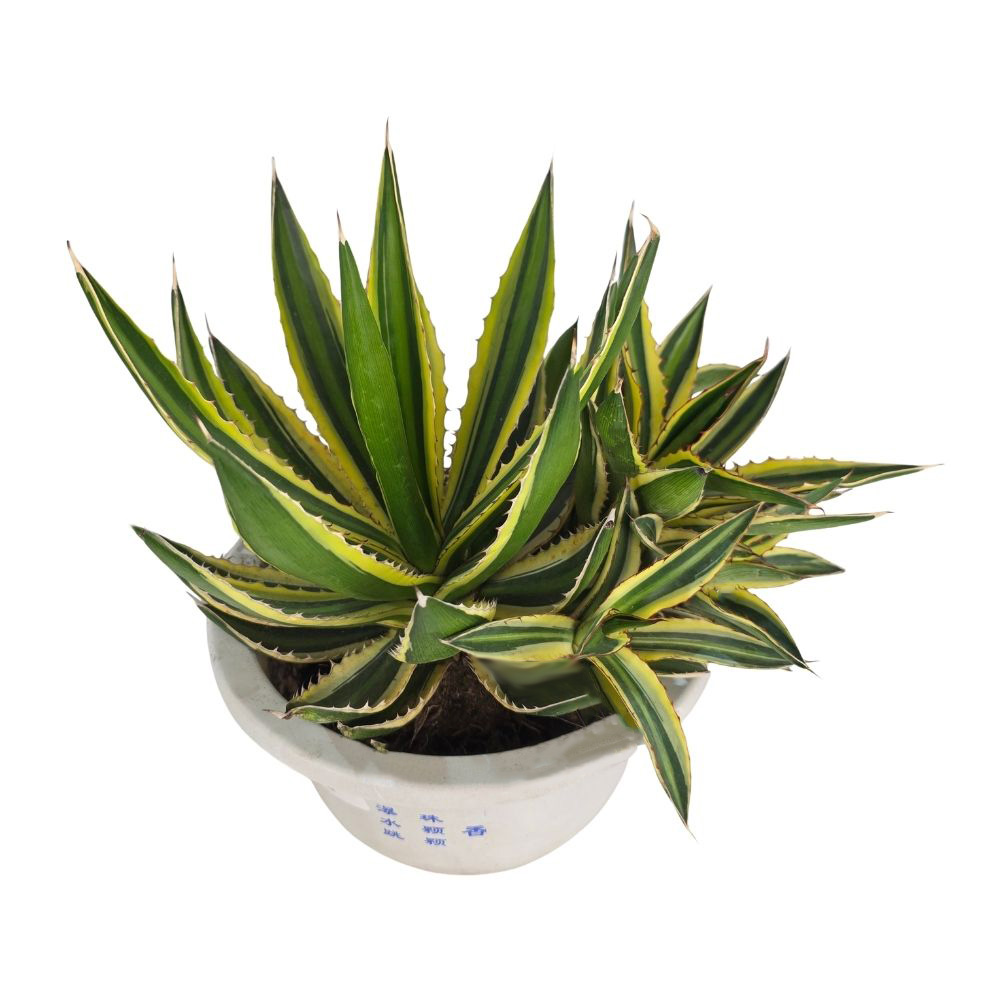 Агава лопанта Квадриколор