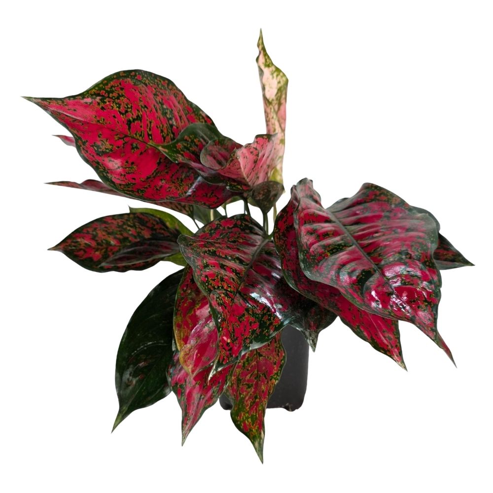 Аглаонема Энжел