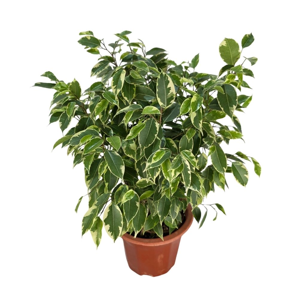 Фикус бенжамина Реджинальд