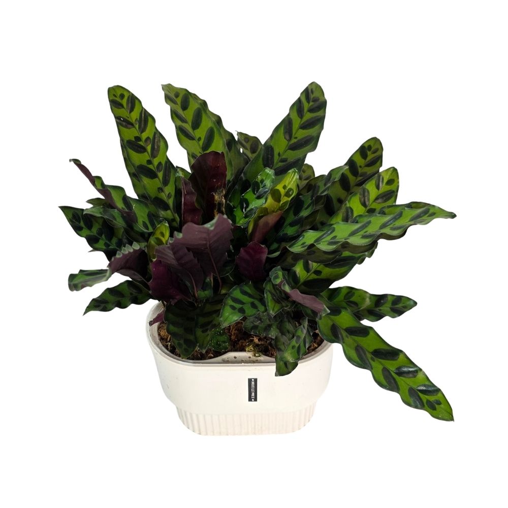 Калатея Инсигнис