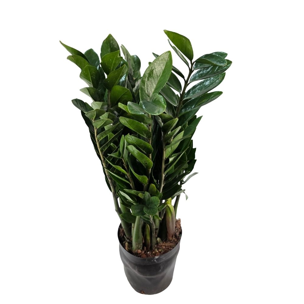 Замиокулкас