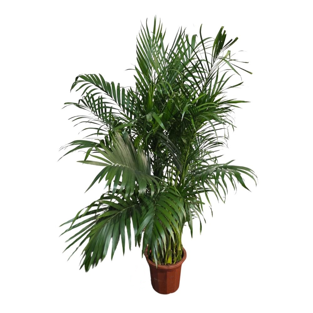 Хризолидокарпус Лутесценс