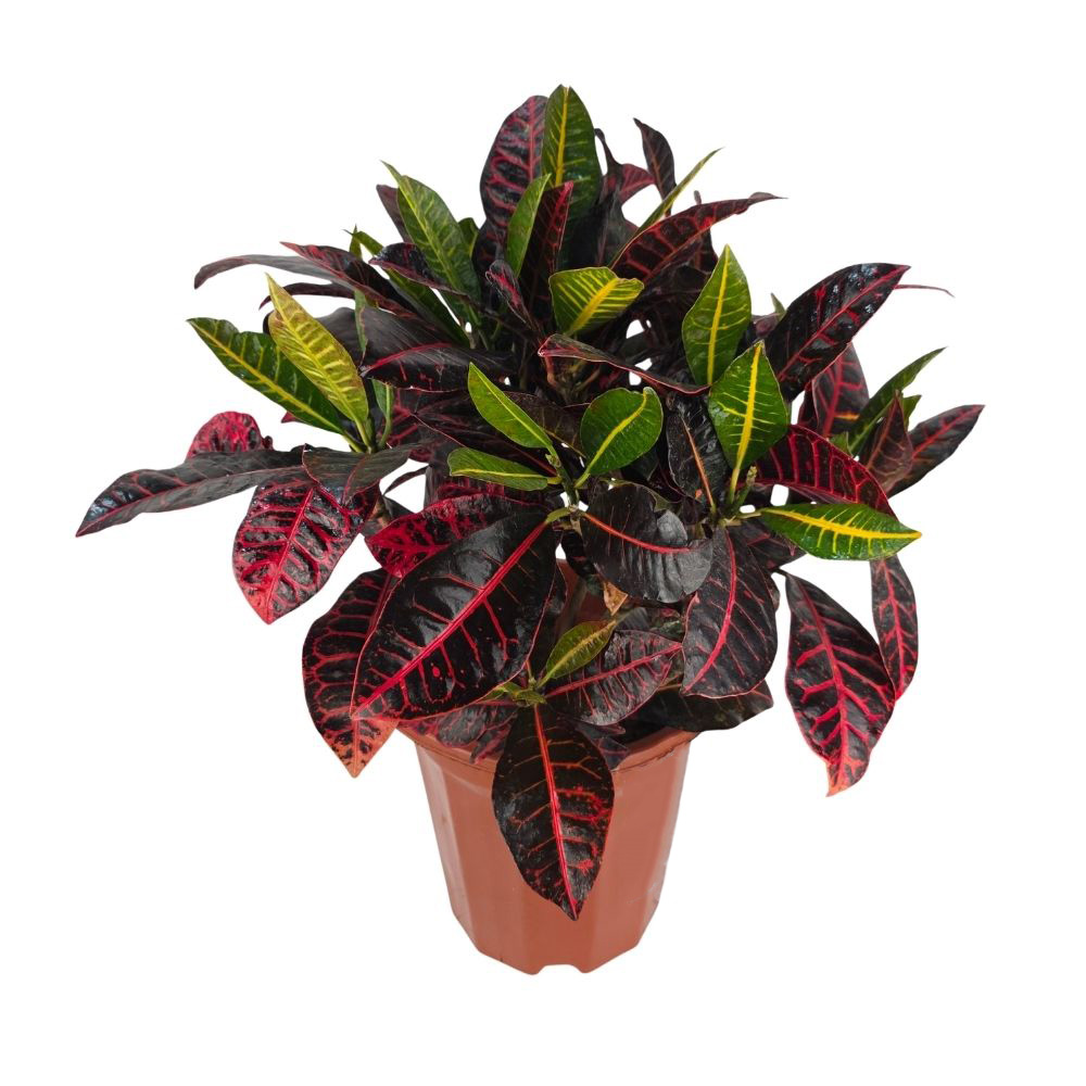 Кодиеум Петра