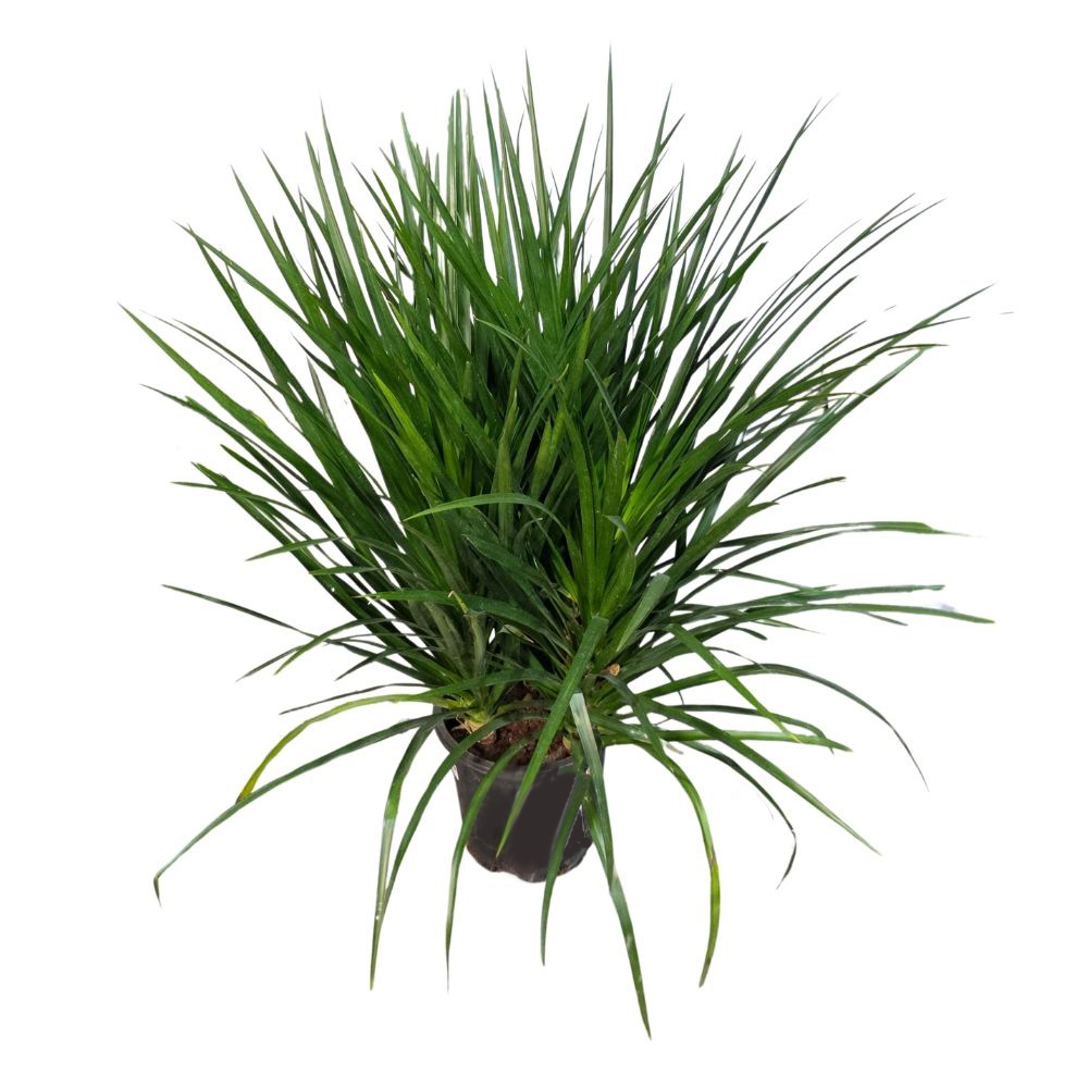 Панданус Вейча