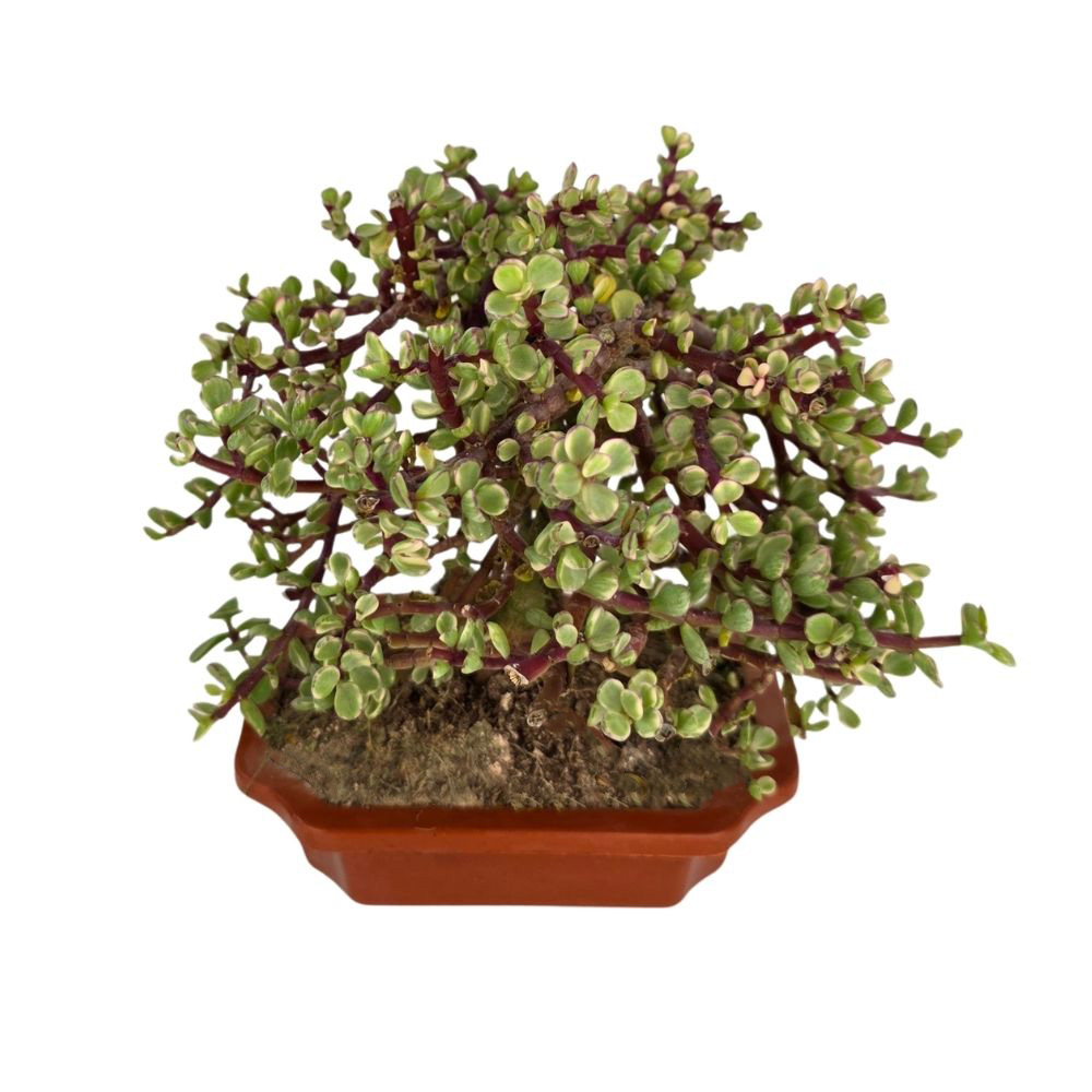 Портулакария Афра