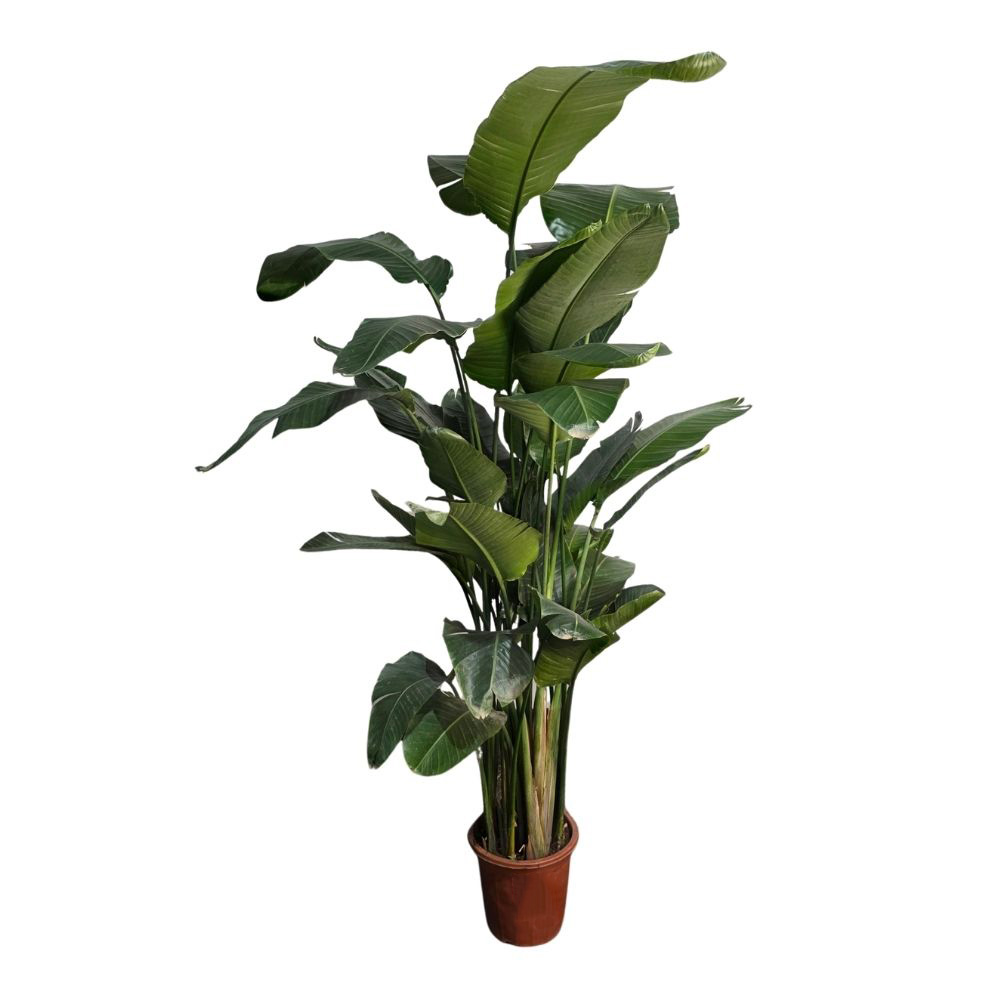 Стрелиция Николая