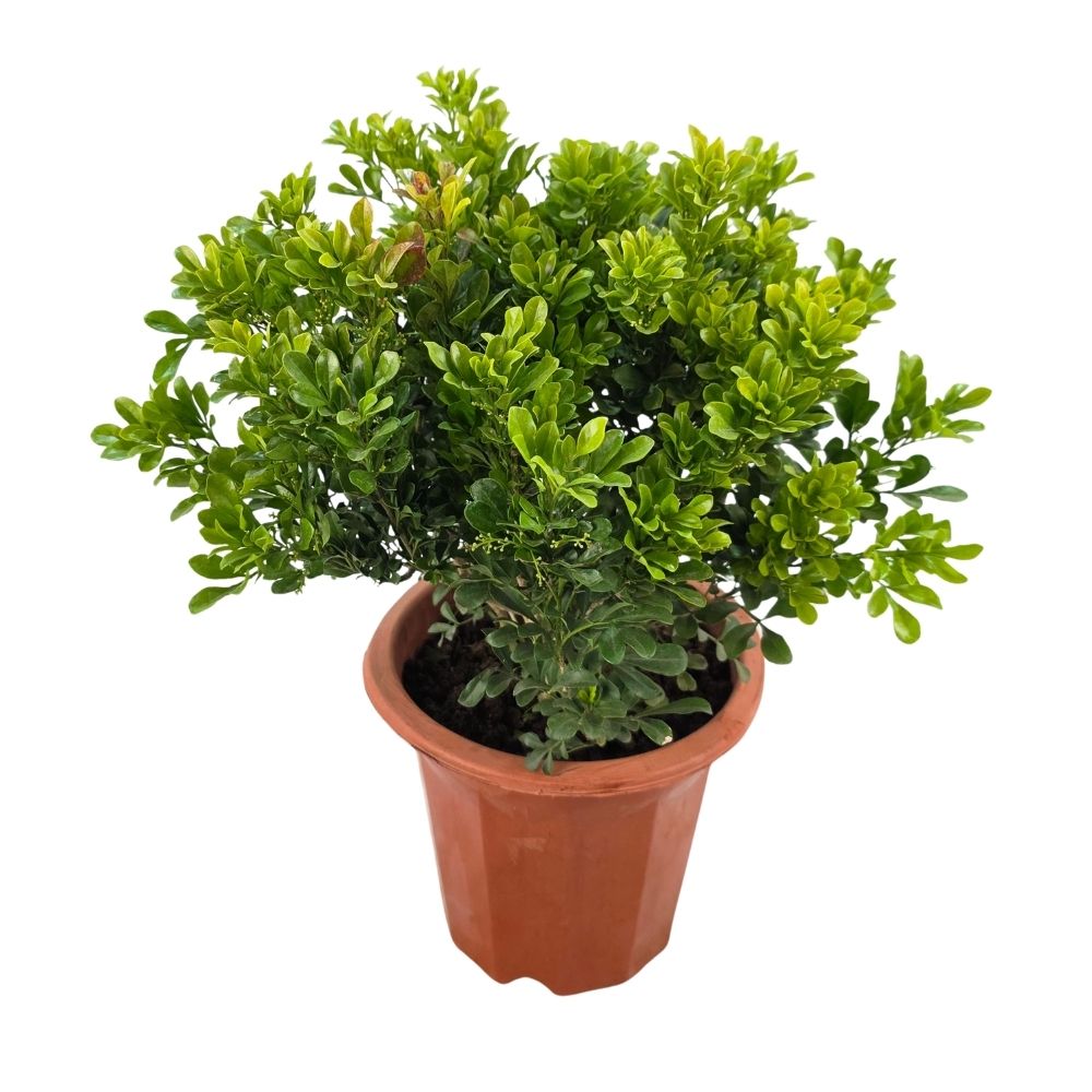 Аглайя душистая