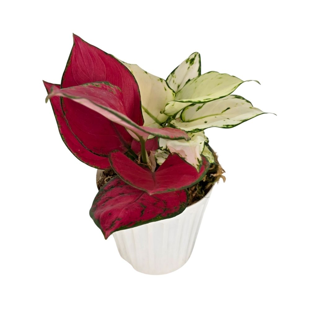 Аглаонема бело-красная