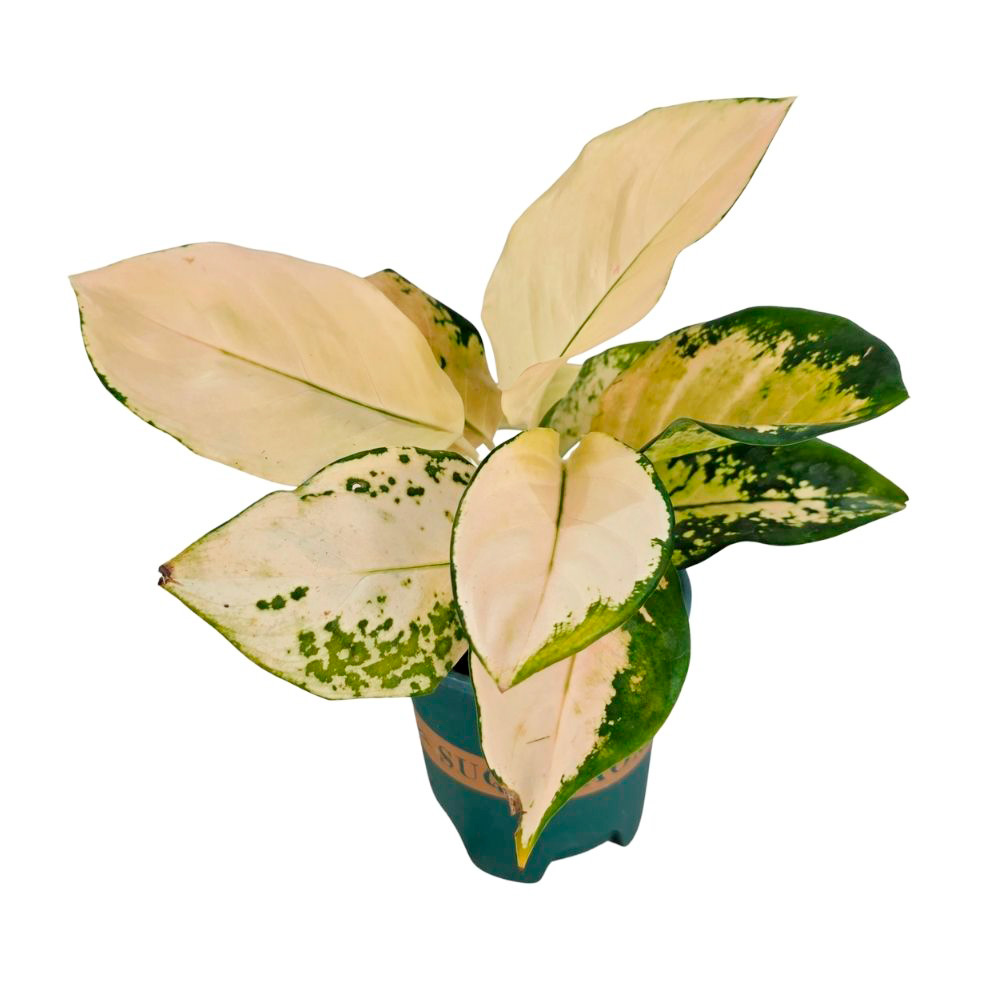 Аглаонема золотая