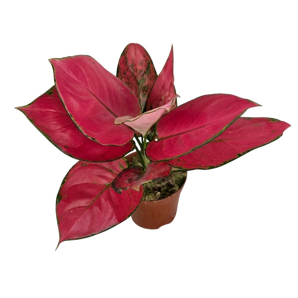 Аглаонема Джили Ред