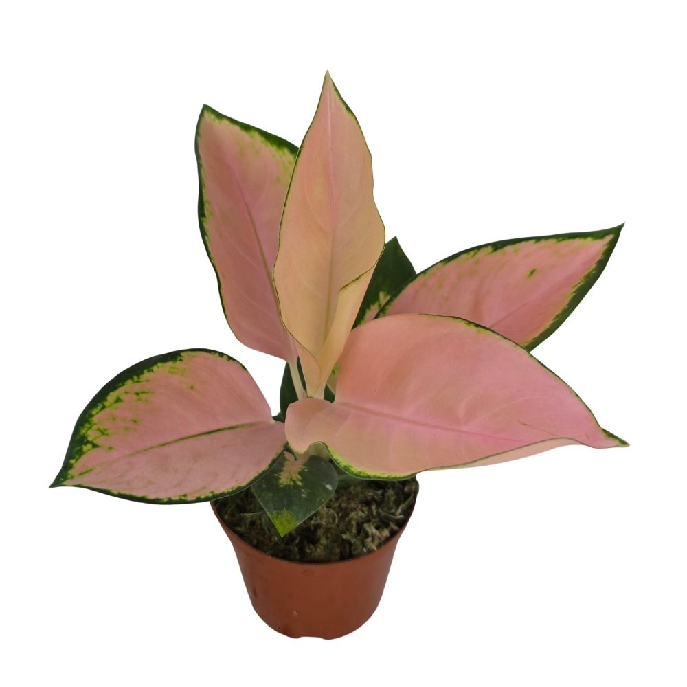 Аглаонема Пинк Пёрл