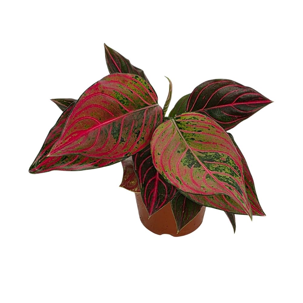 Аглаонема Ред Вейн