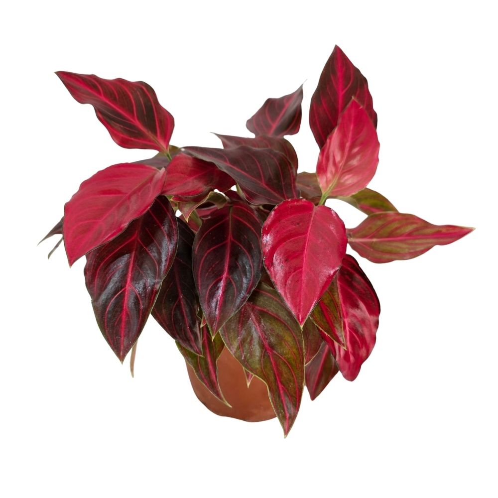 Аглаонема Ред Элеганс