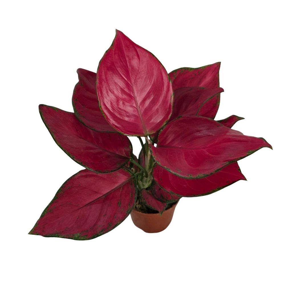 Аглаонема Рич Ред