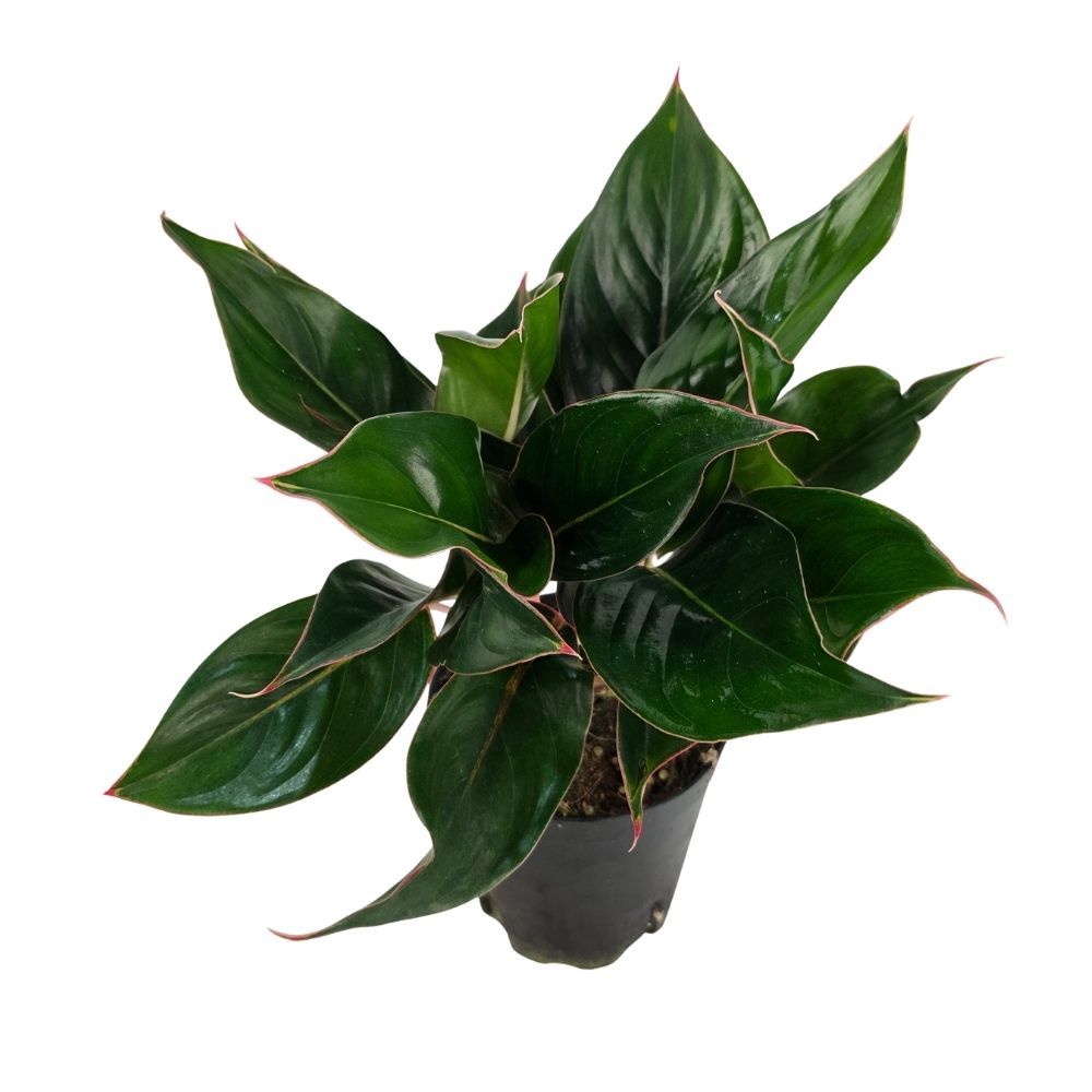 Аглаонема Сапфир