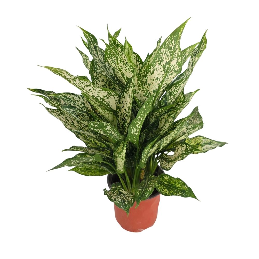 Аглаонема Фёст Даймонд