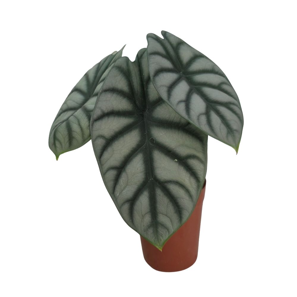 Алоказия Белый Носорог