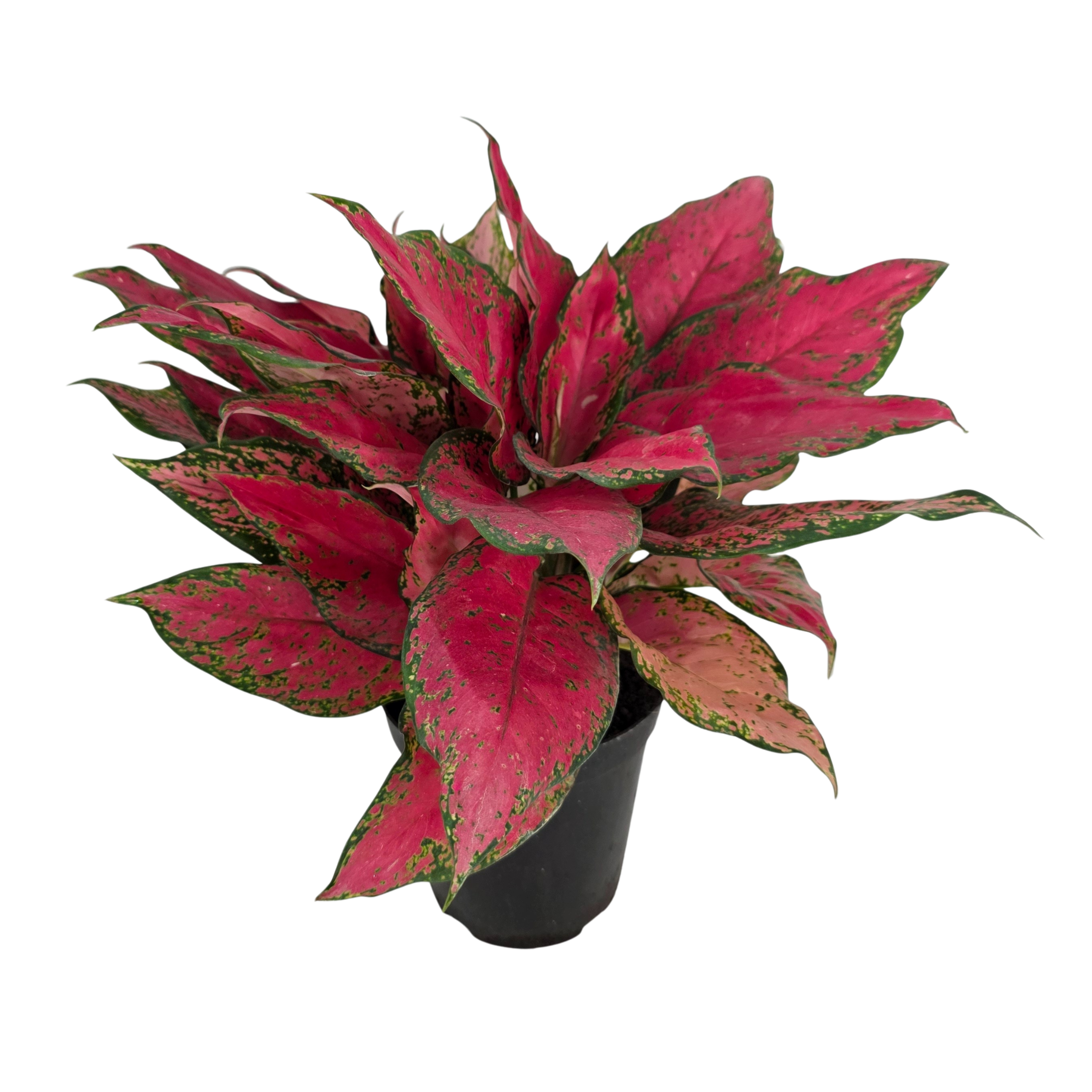 Аглаонема Ред Валентин