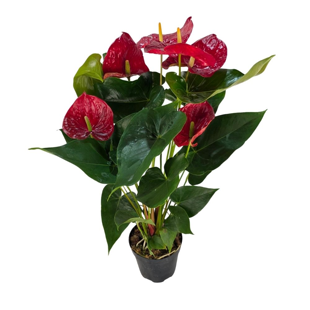 Антуриум андрианум Вест Тауэр