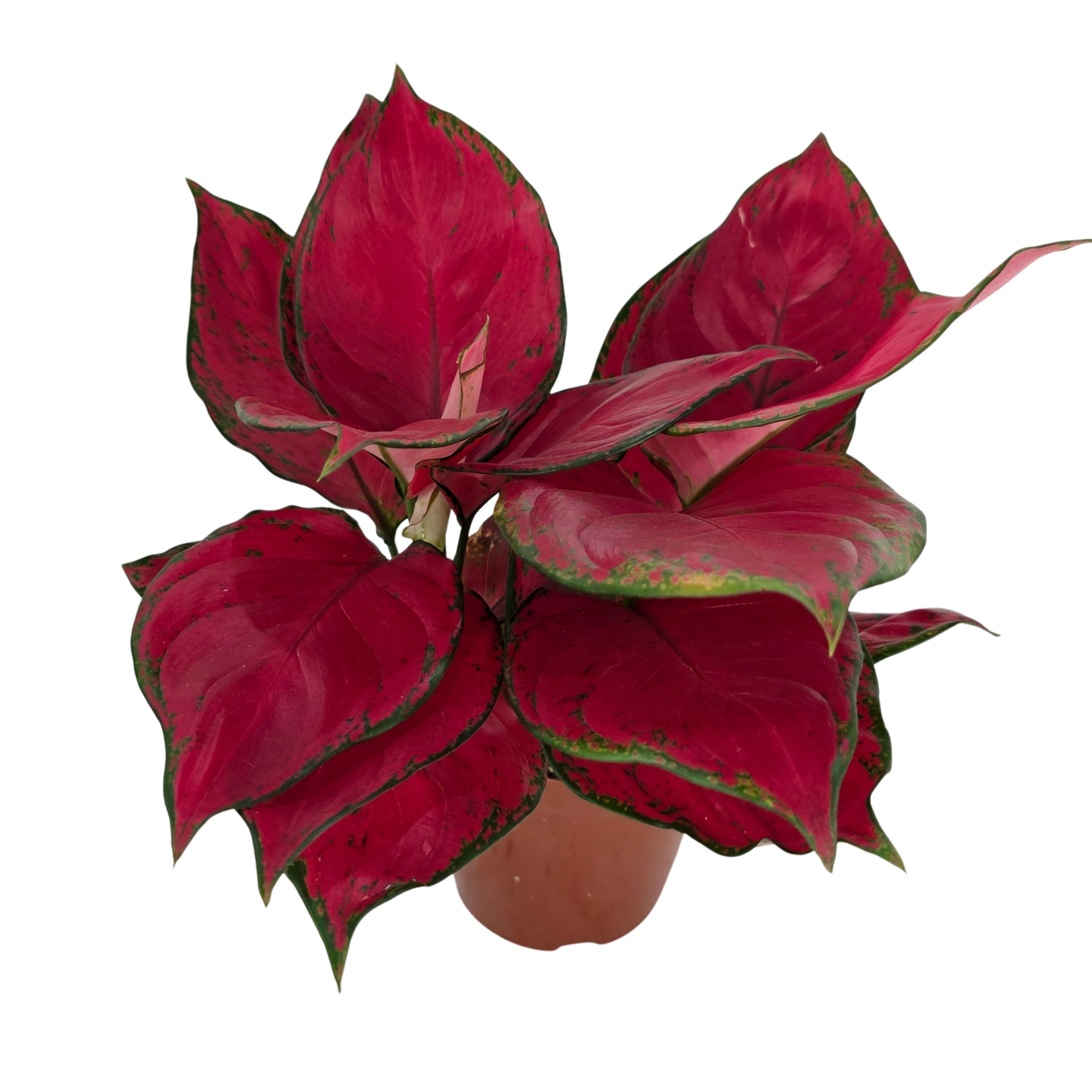 Аглаонема Ред Вейн