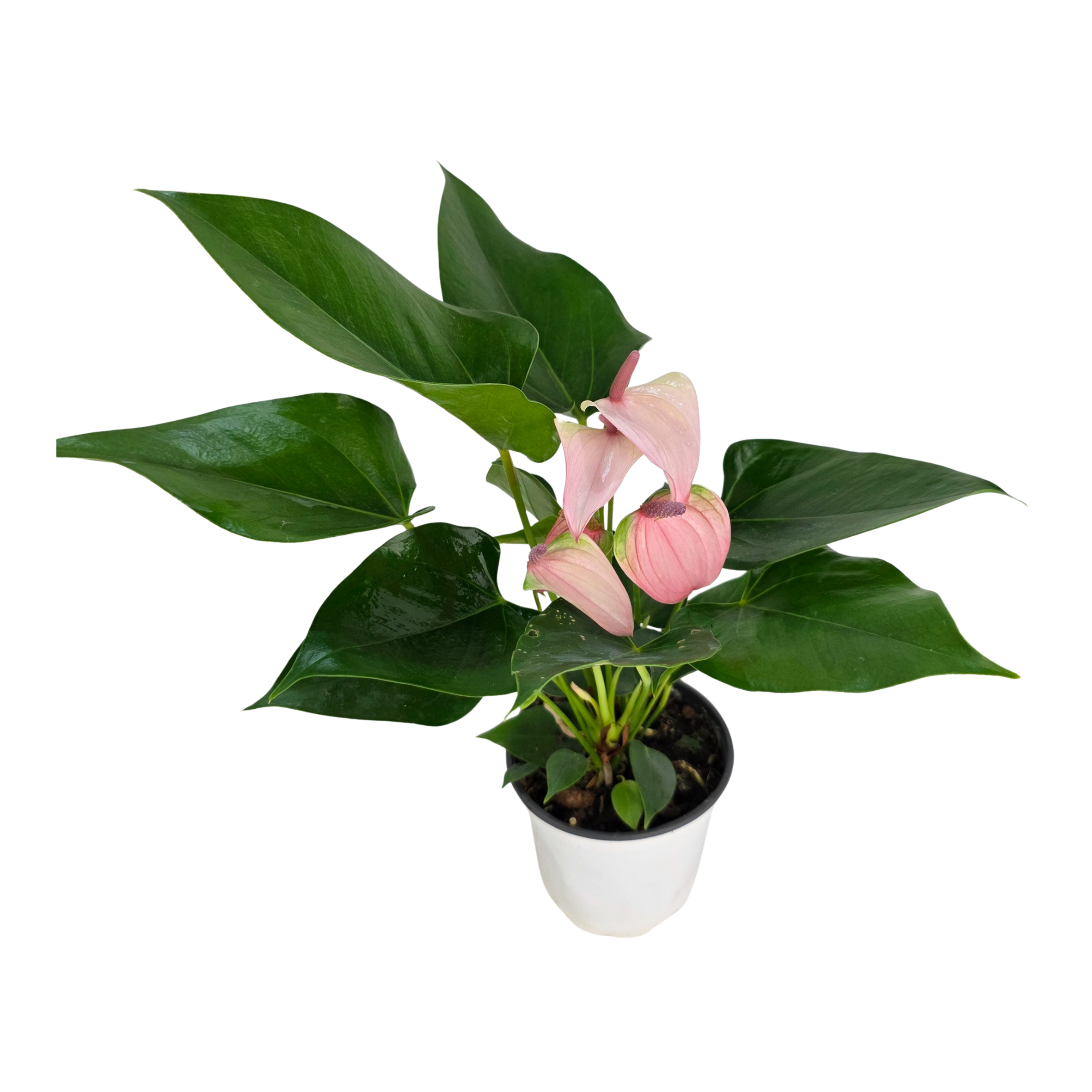 Антуриум андрианум Хатбит