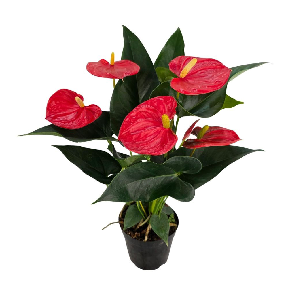 Антуриум андрианум Эверио