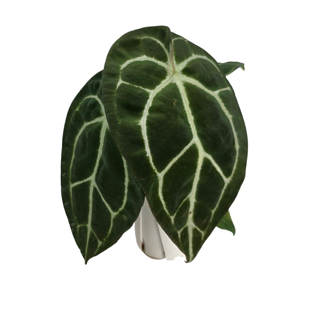 Антуриум кларинервиум