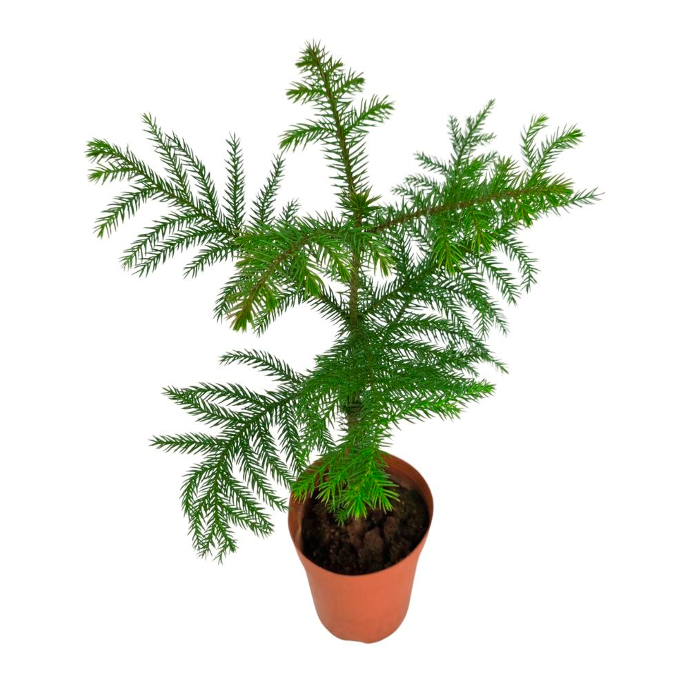 Араукария Хетерофилла