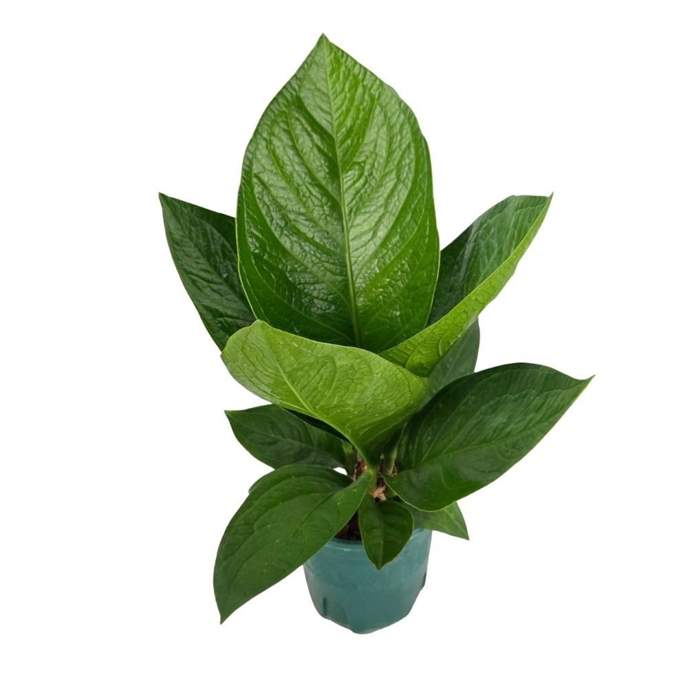 Антуриум Хокери Вариегата