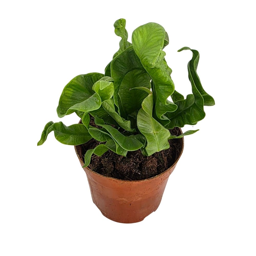 Асплениум Осака