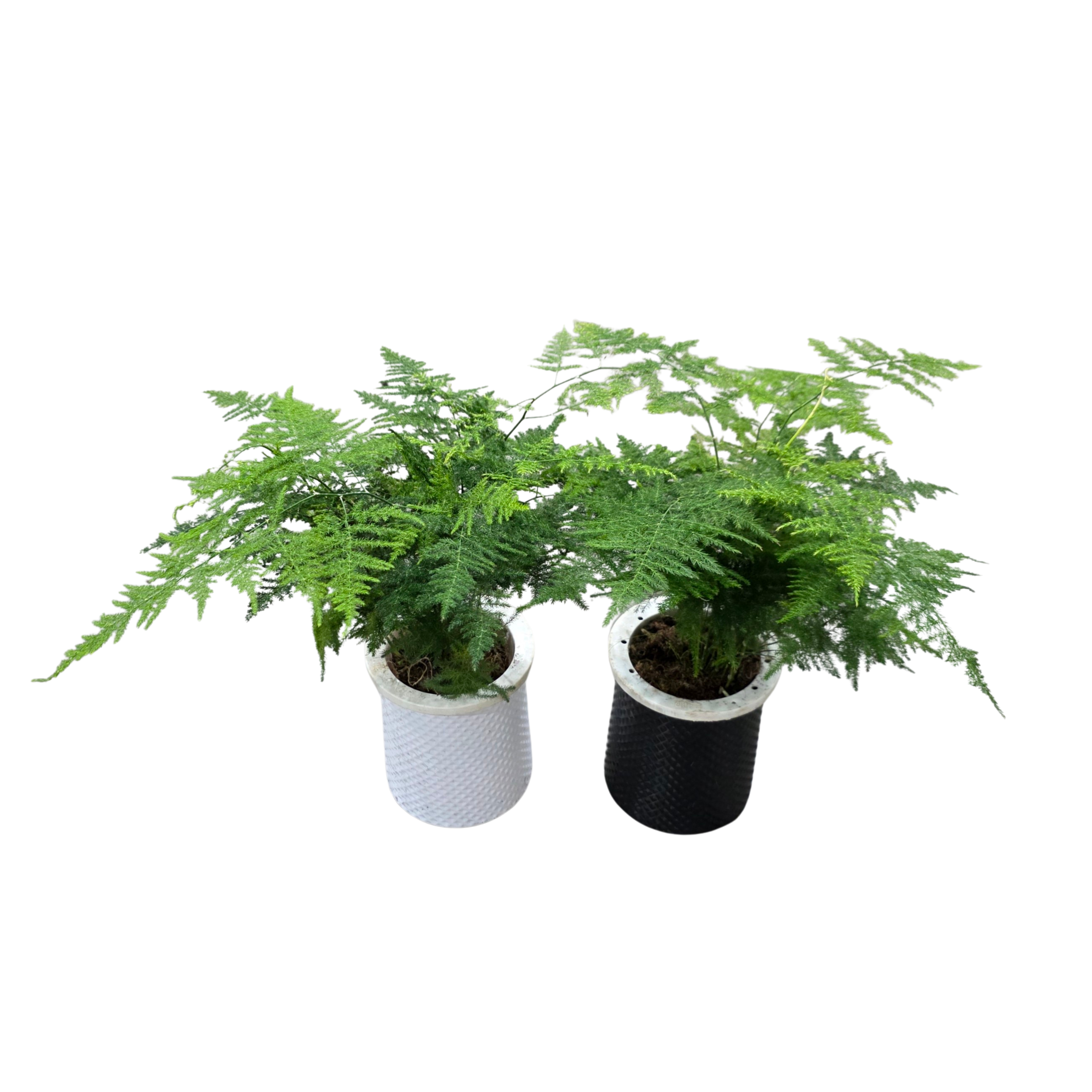 Аспарагус Микс на гидропонике