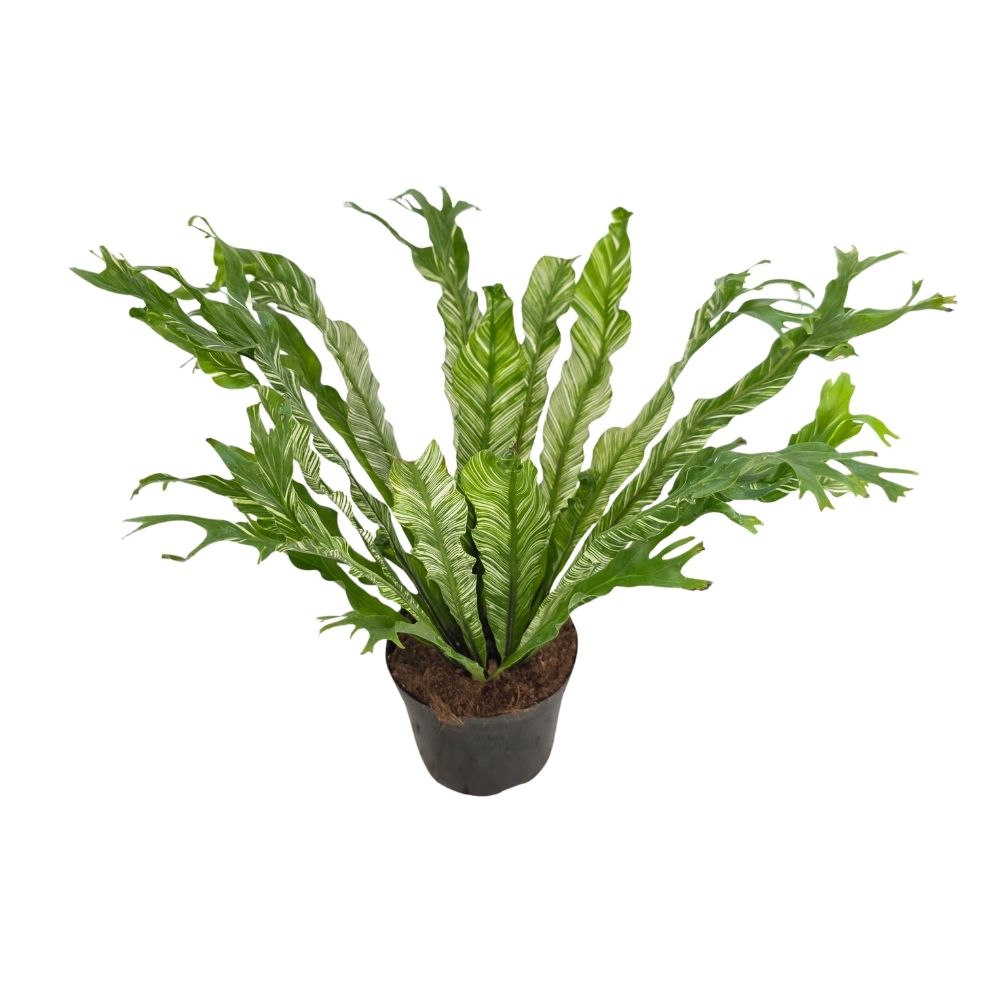 Асплениум Вайт Мунлайт