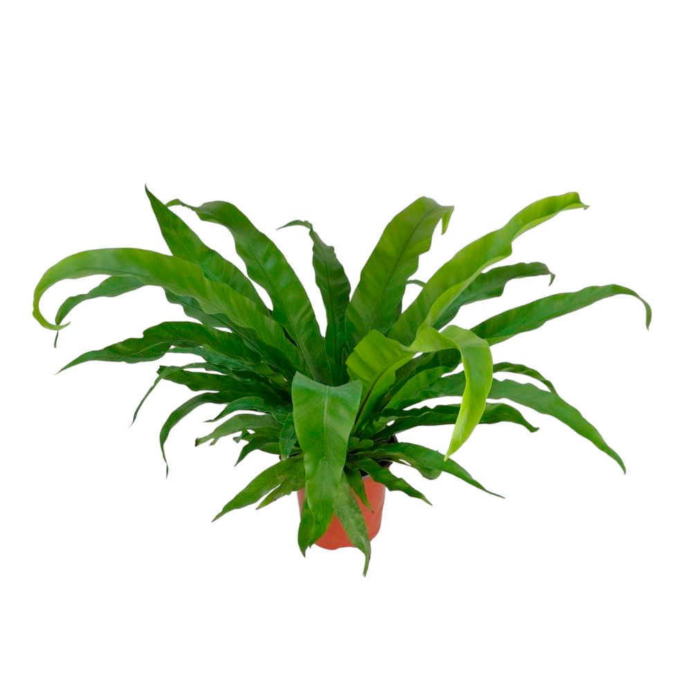 Асплениум Нидус