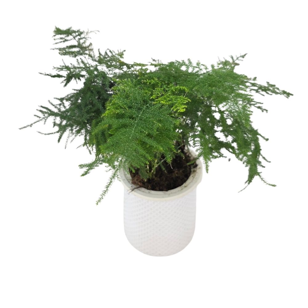 Асплениум Парвати