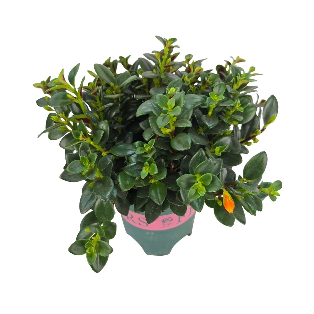 Гипоцирта Глабра