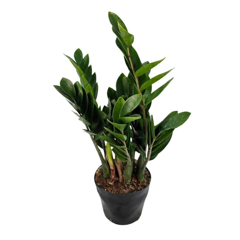 Замиокулкас