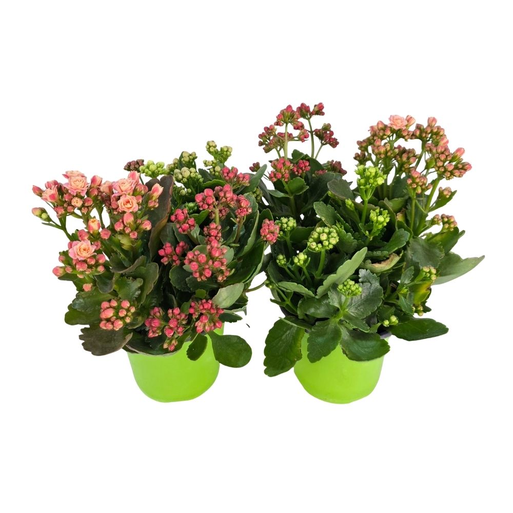 Каланхое каландива микс