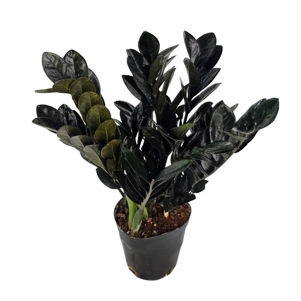 Замиокулкас Равен