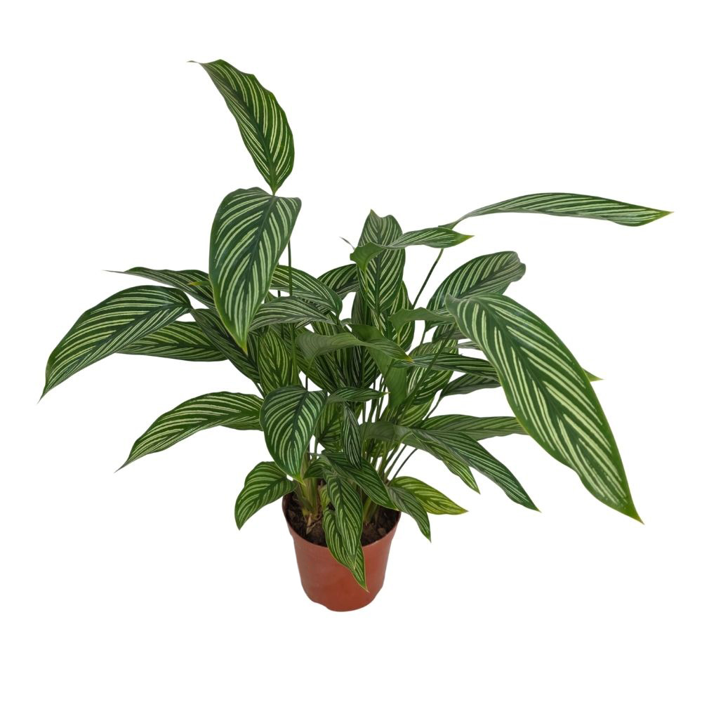 Калатея Виттата