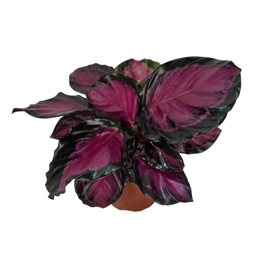 Калатея Кримсон