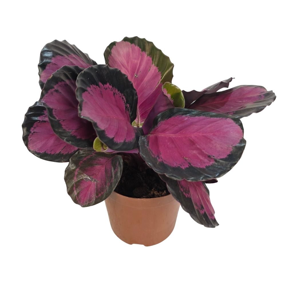 Калатея Кримсон