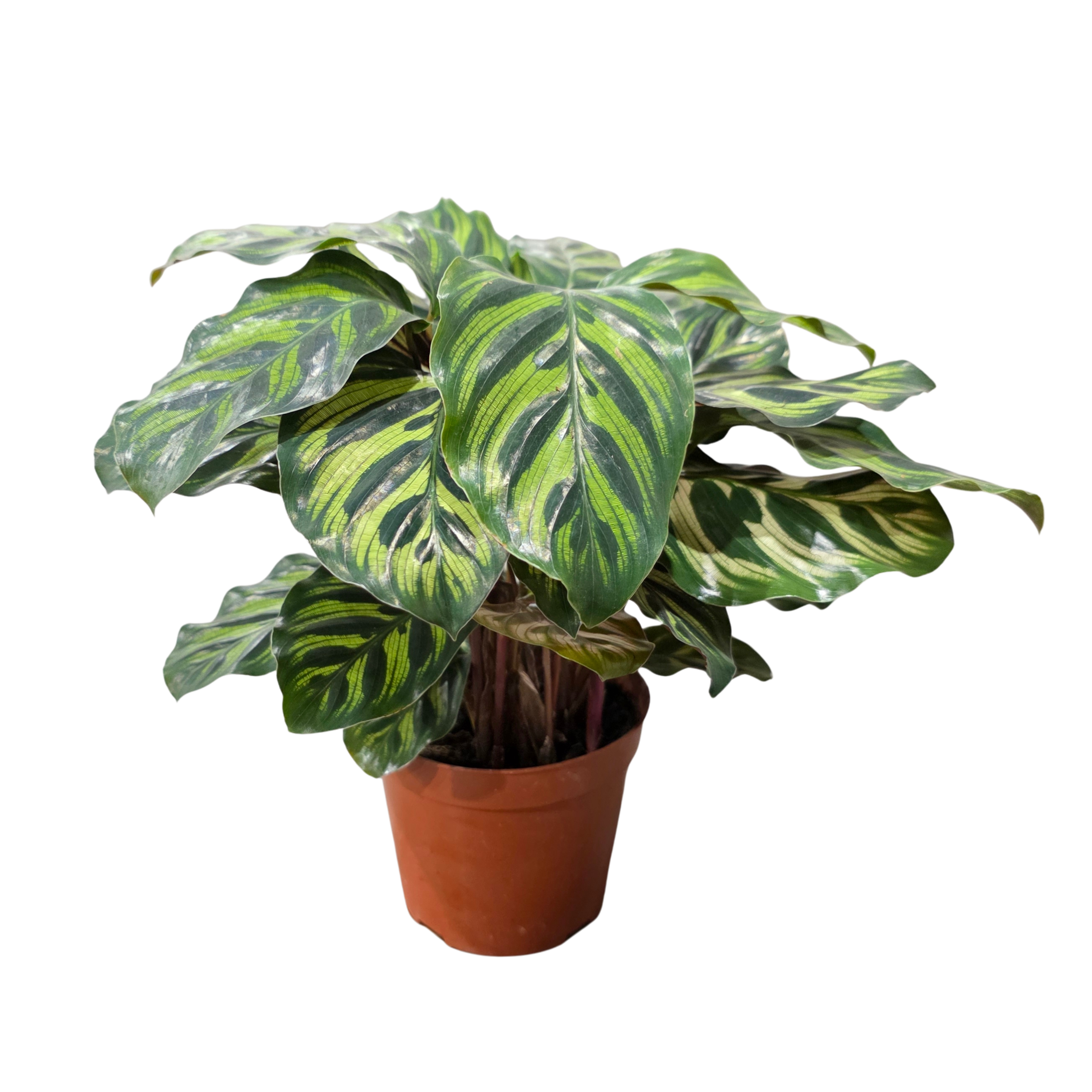 Калатея Макояна