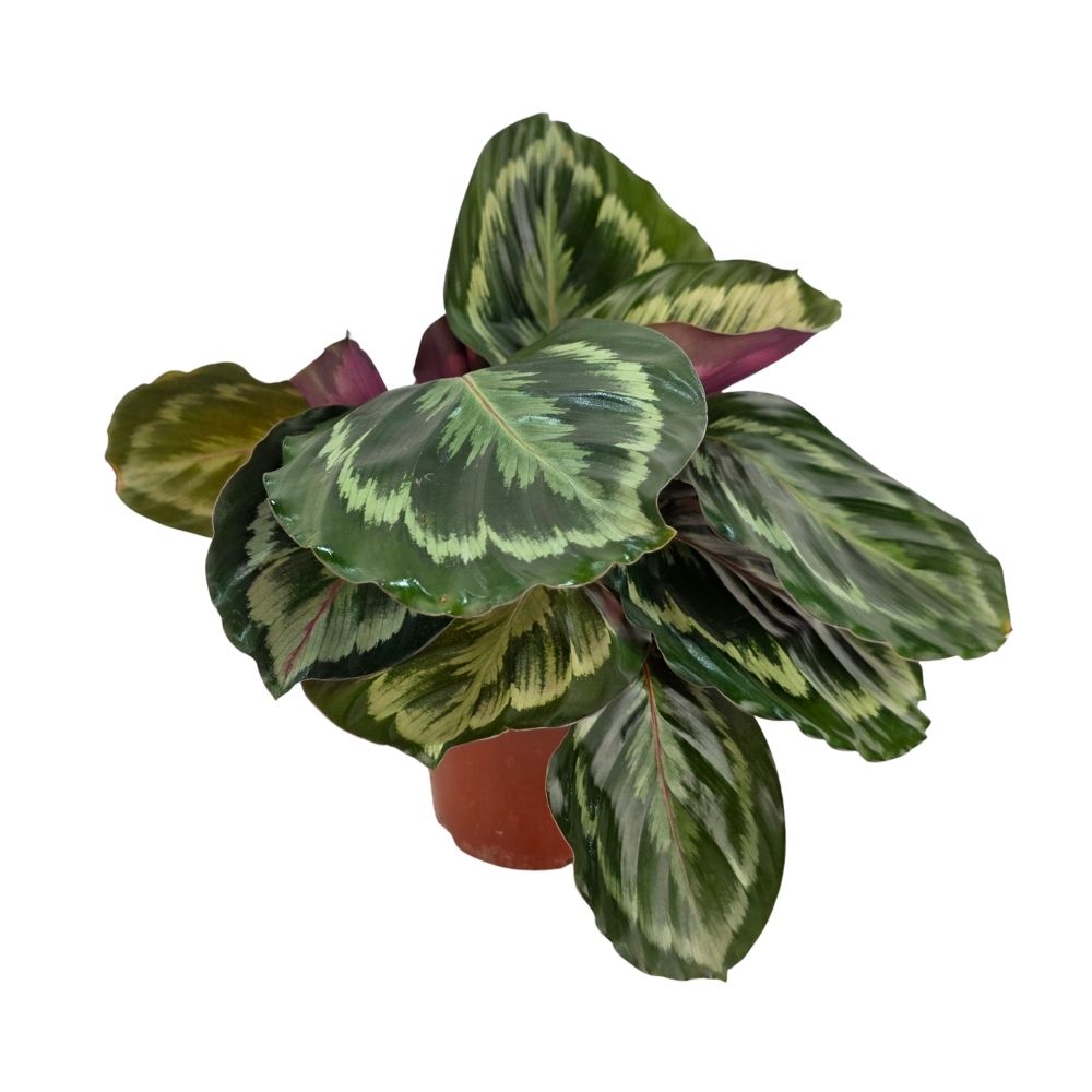 Калатея Марион