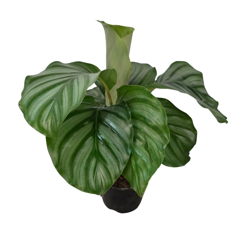 Калатея Орбифолия