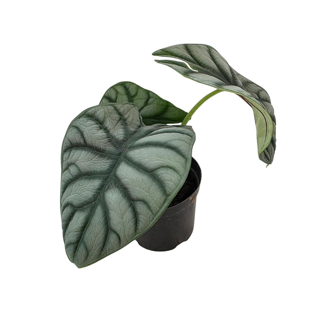 Кодиеум желтый