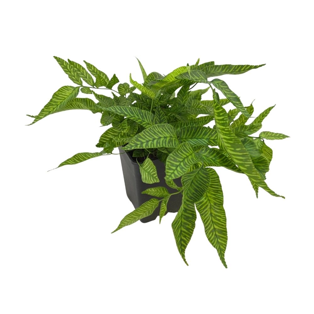 Кониограмма Голден Зебра